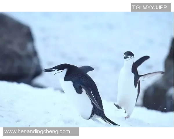 企鹅足球明星赛门票热销中快来抢购与明星同场竞技的机会